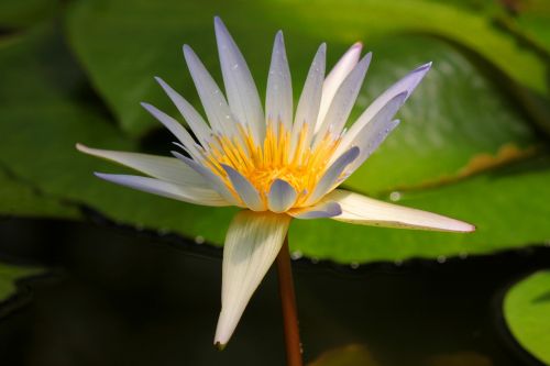 nature white flower