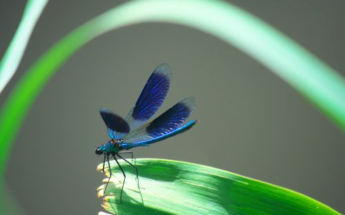 nature insects dragonfly