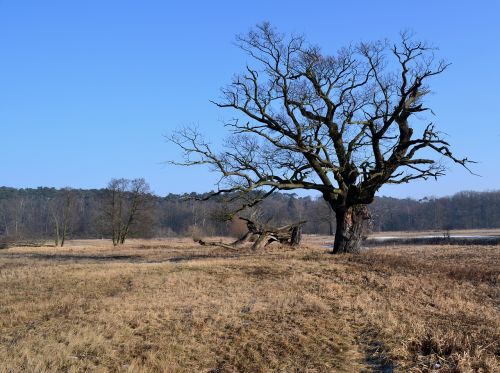 nature tree landscape