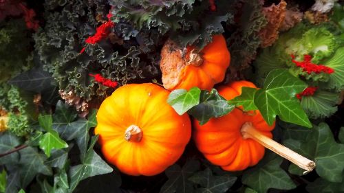 nature pumpkins ornamental pumpkins
