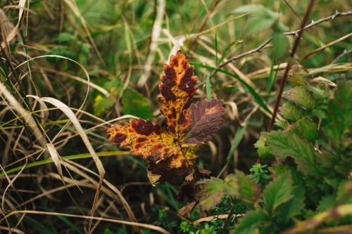 nature autumn begin