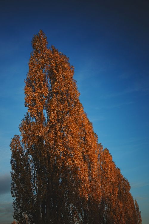 nature autumn blue