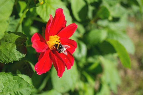 nature bee bumblebee