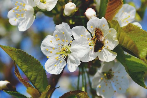 nature bee flower