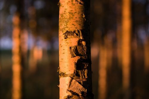 nature birch close up