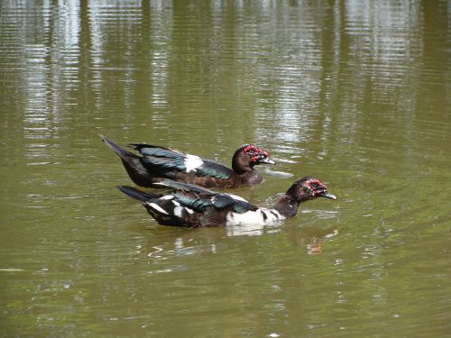 nature duck laguna