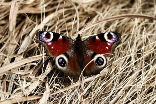 nature butterfly animal