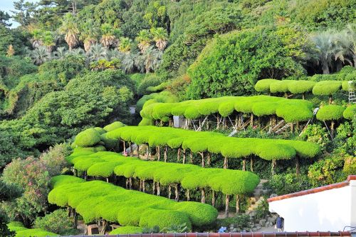 nature landscape having an affair