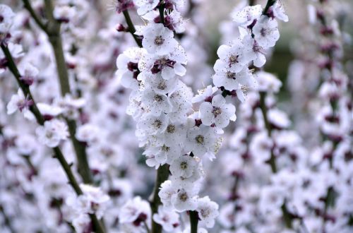 nature flower flowers