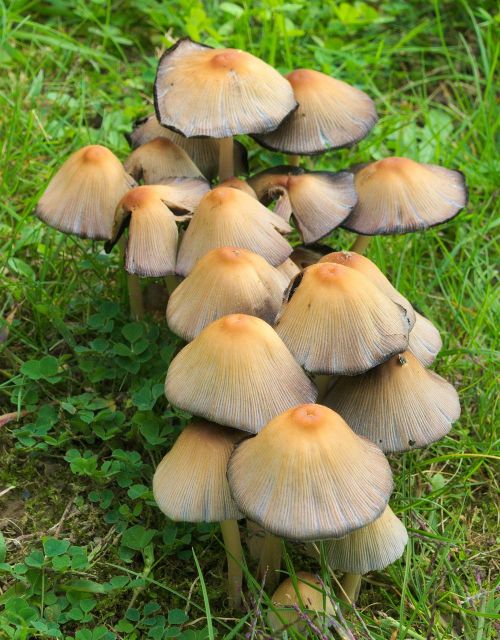 nature mushrooms forest mushroom