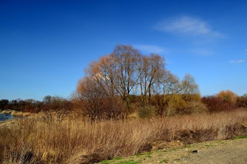 nature landscape tree