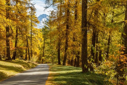 nature landscape forest