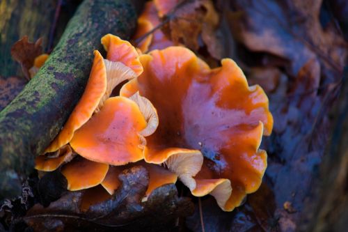 nature forest fungus