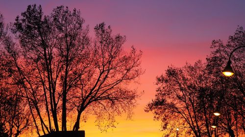 nature trees sky