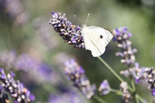 nature butterfly lavender