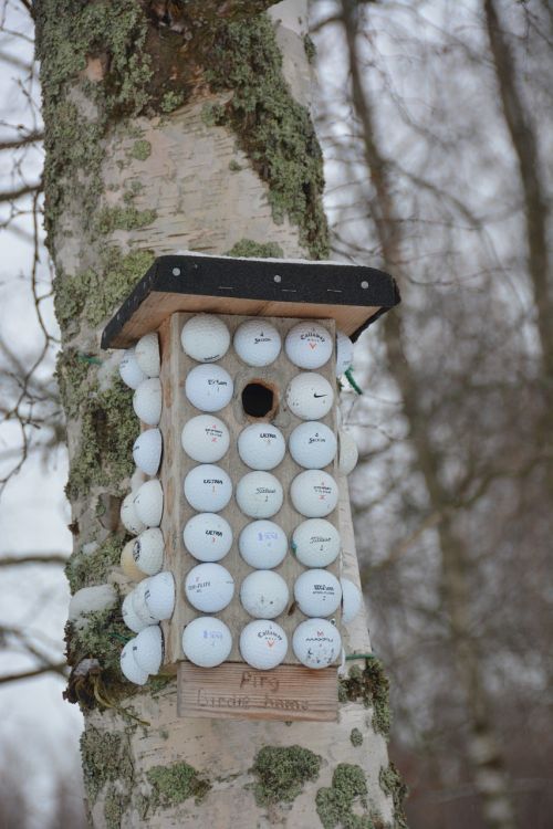 nature birdhouse bird