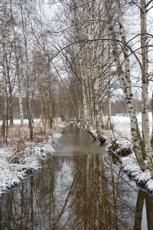 nature winter birch