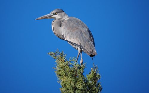 nature birds heron