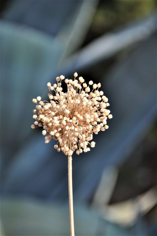 nature wild flower plant