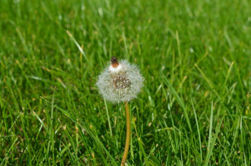 nature flower plant