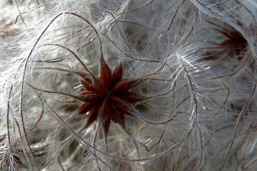 nature plant winter