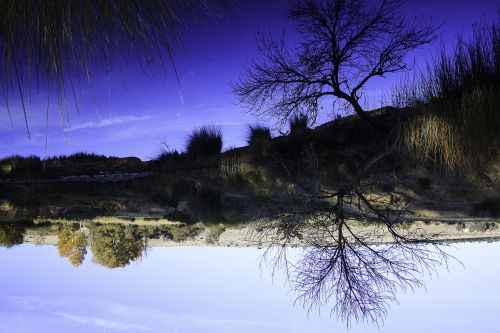 nature tree landscape