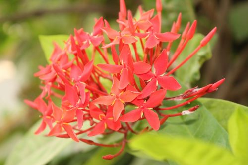 nature flower flora