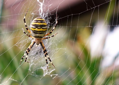 nature insect spider