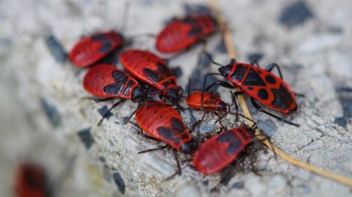 nature fire insect