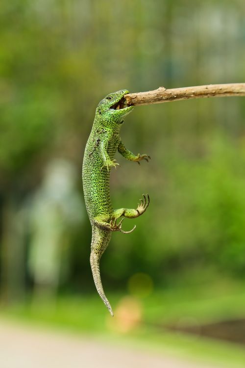 nature animals lizard