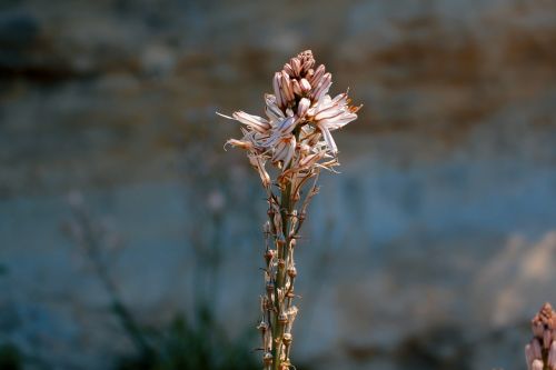 nature flower plant