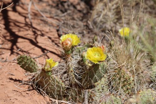 nature flora cactus