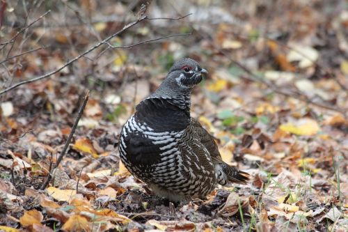 nature bird wildlife