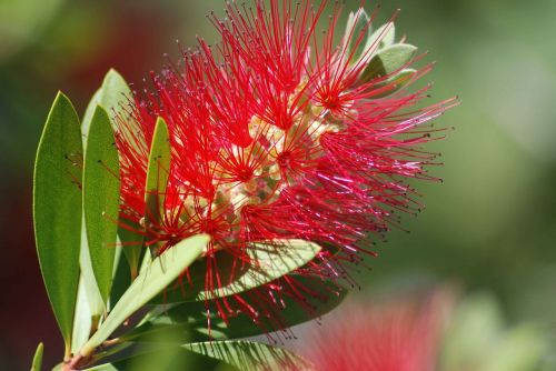 nature flora flower