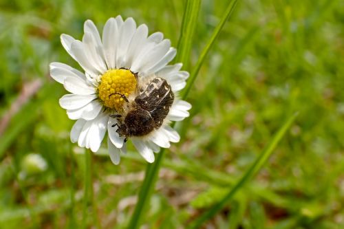 nature plant flower