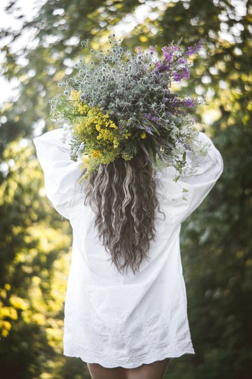 nature flower outdoors