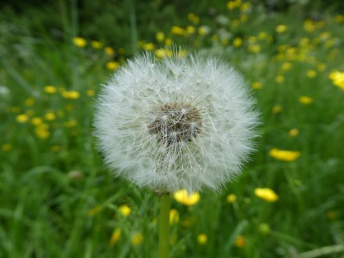 nature summer plant