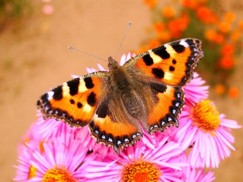 nature flower beautiful