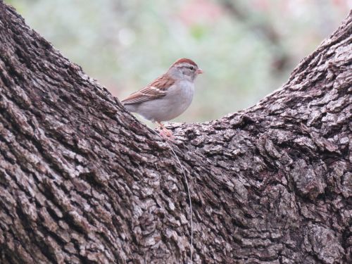 nature wildlife bird