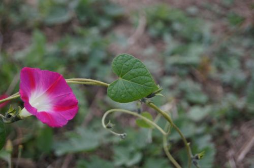 nature plant leaf