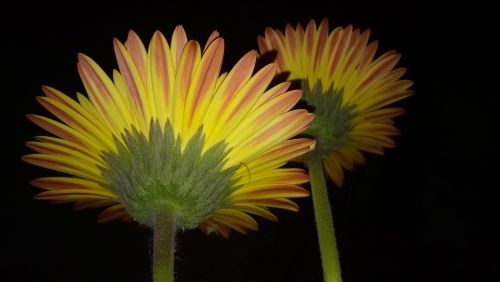 nature flower flora