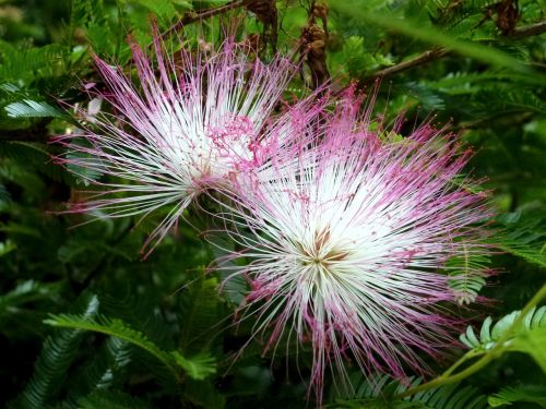 nature flora flower