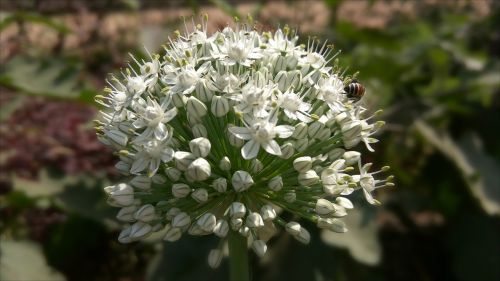 nature flora flower