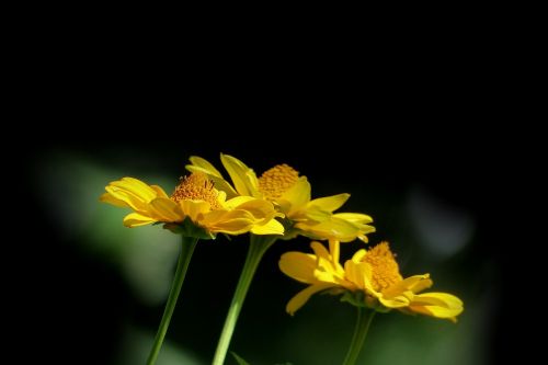 nature plant flower