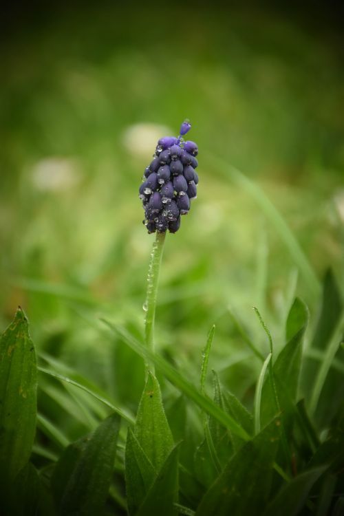 nature plant outdoors