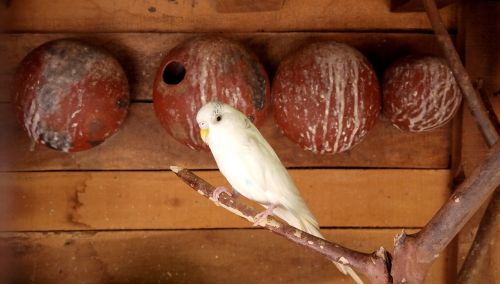 nature bird parrot