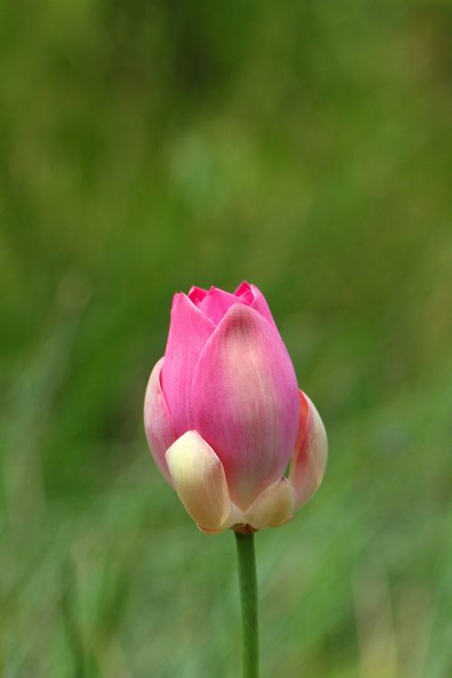 nature flower summer