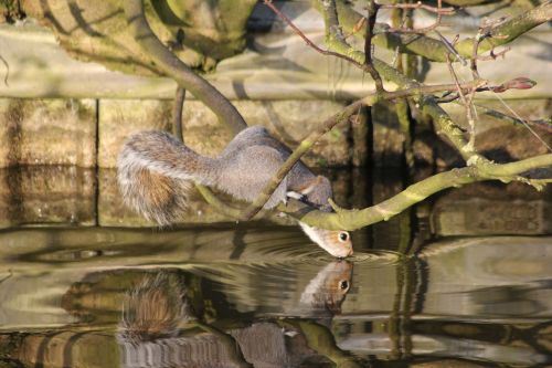 nature water animal