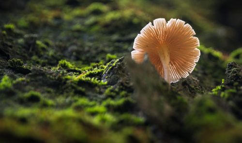 nature moss mushroom