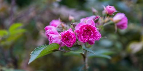 nature flower plant